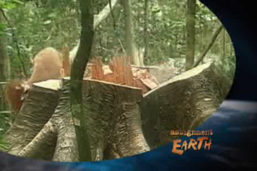 Assignment Earth - Chinese wood demand - title