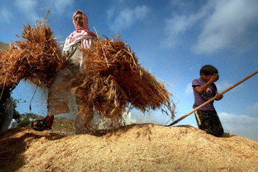 gaza farming