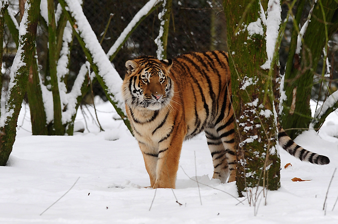 Tiger in the snow