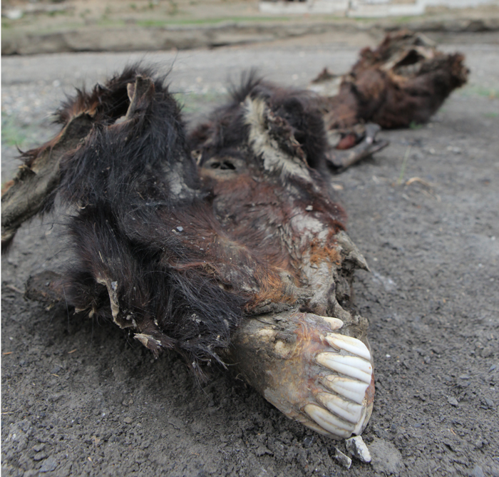 Al Jazeera Correspondent - Mustang