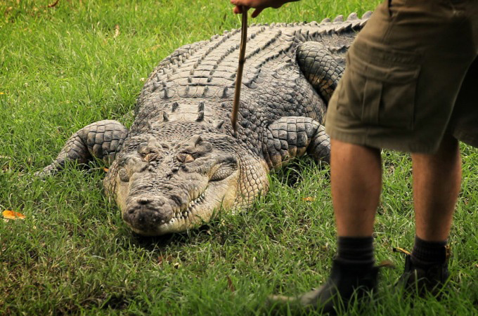 earthrise - cane toads
