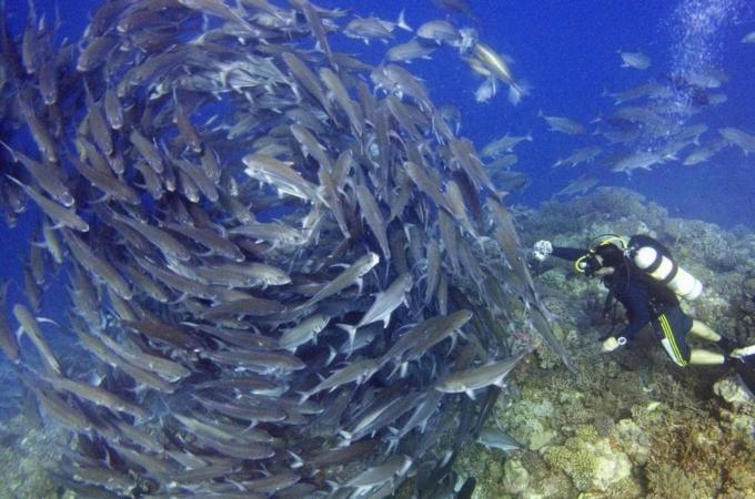 Scuba diver approaches a swirling school of jack fish off the Malaysian island of Layang Layang, in the South China Sea