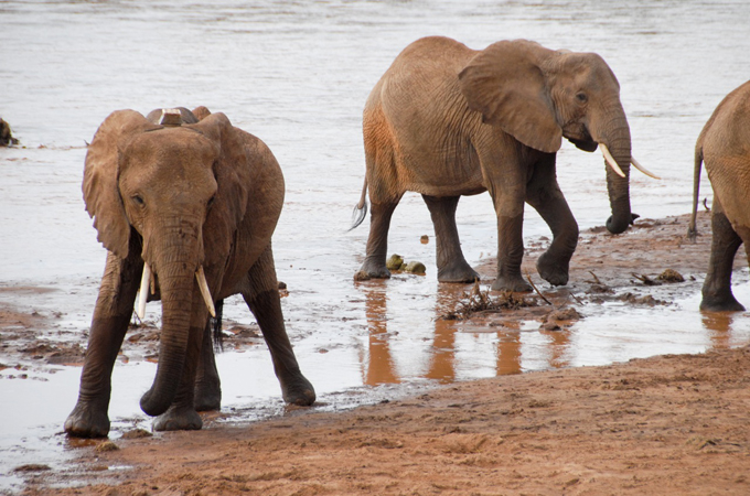 Elephants