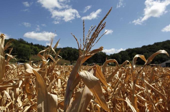File photograph of drought-damaged corn stalks at the McIntosh family farm in Missouri Valley in Iowa