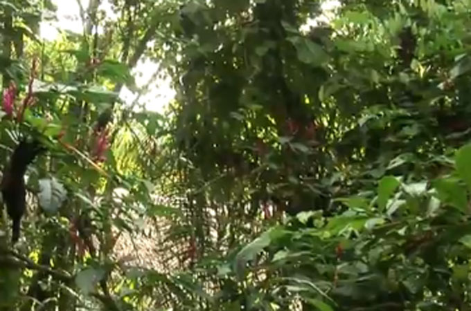 Ecuador rainforest pkg