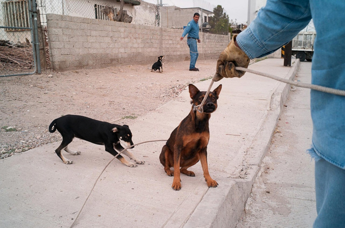 Mexico Dogs 2