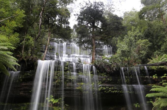 Tasmania's forests are home to a unique ecosystem, writes Do [EPA]