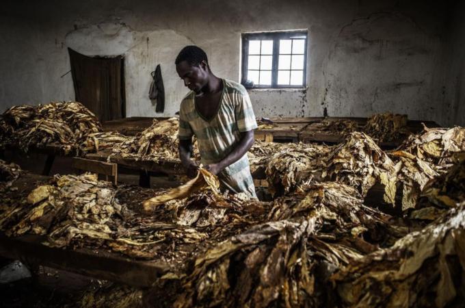 Malawi's economy is dependent on agriculture, especially the tobacco industry [AFP/Getty Images]