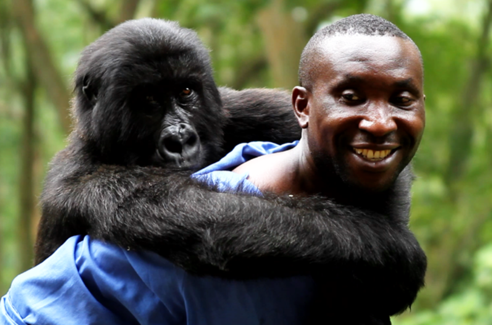 <p>(***)When you save a gorilla’s life, you truly feel like you are doing significant work for your country,(***) said Andre Bauma, who cares for orphaned mountain gorillas in Virunga National Park.</p>