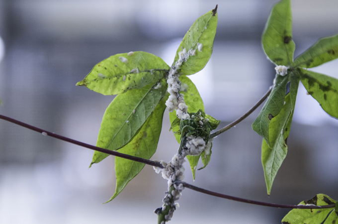 The mealybug, originally from South America, is devastating Indonesia's cassava crop [Georgina Smith/CIAT]