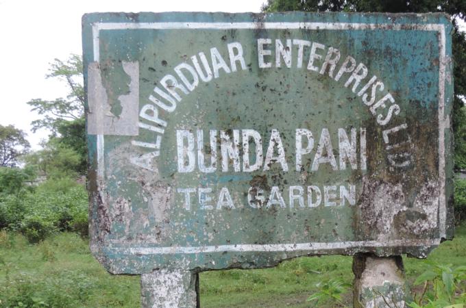 Tea estates, like this one, started shutting down in 2002  [Chinmaya N Singh/ Al Jazeera]