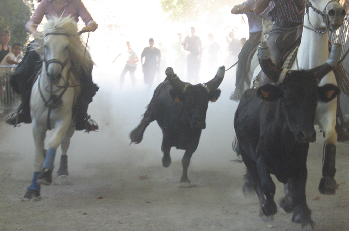 Riders, called gardians, steer the bulls along a dusty route in southern France [Nik Lawrence/Al Jazeera]