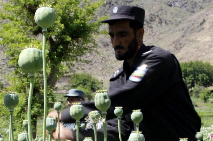 Farmers did not receive the right incentives to abandon opium cultivation, writes Mir [EPA]