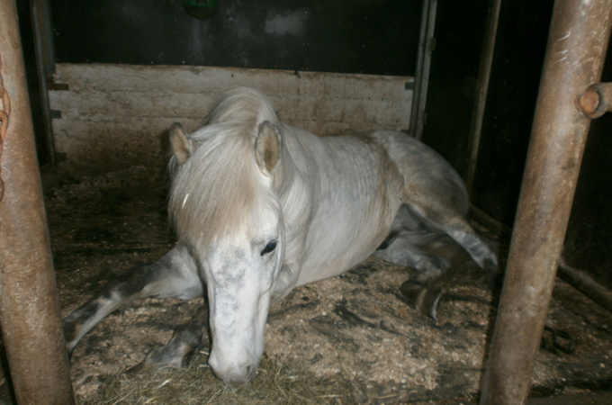 Ragnheidur Thorgrimsdottir says her horses were sickened by fluoride [Ragnheidar Thorgrimsdottir/Al Jazeera]