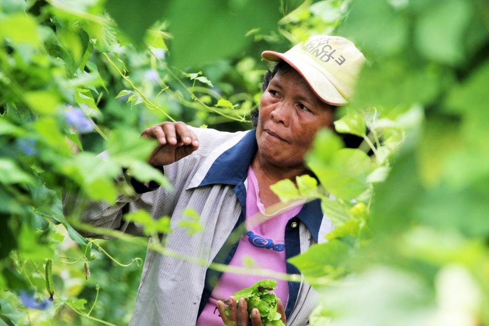 <p>Palo, Leyte - Farmer Virginia Pedrera harvests vegetables from her lush garden in an interior village in the outskirts of Tacloban. She said she could not rely on government help to rebuild, and with the help of a relief agency began replanting a piece of land she rents. She now is trying to encourage neighbours and survivors to help themselves one year after Haiyan. </p>