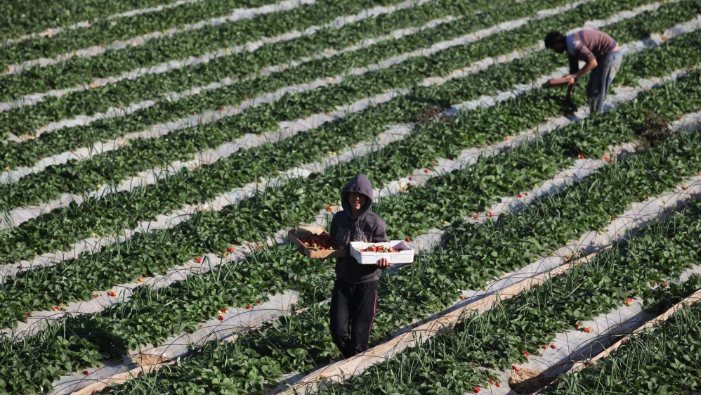 Strawberry cultivation in Gaza