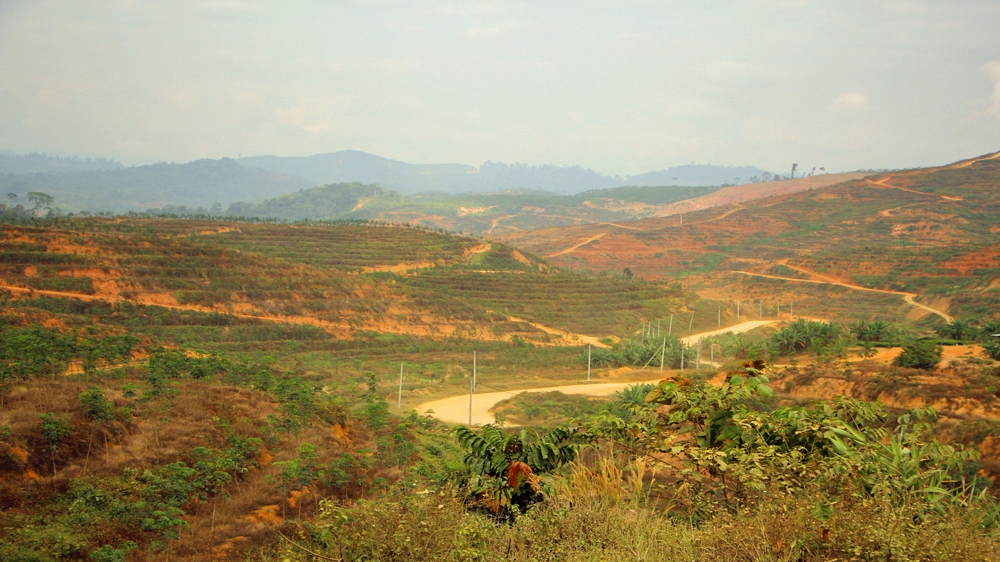Malaysia has one of the highest rates of deforestation in the world with most of the forests being cleared for palm oil or rubber plantations [Jarni Blakkarly/Al Jazeera]