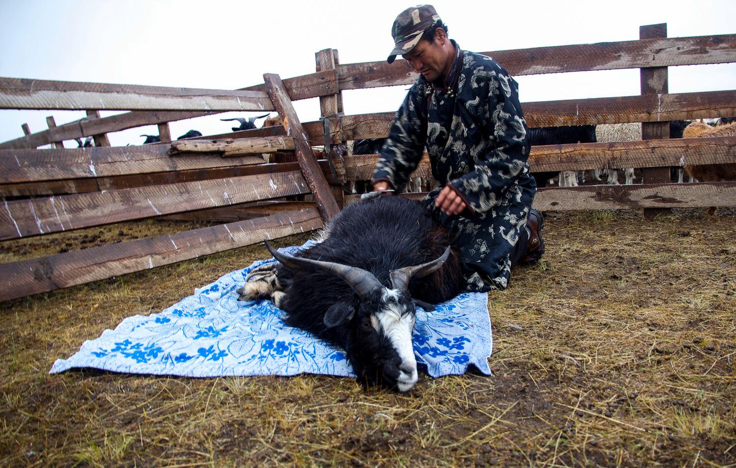 Cashmere Mongolia