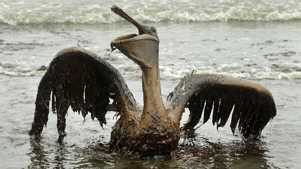 BP disaster