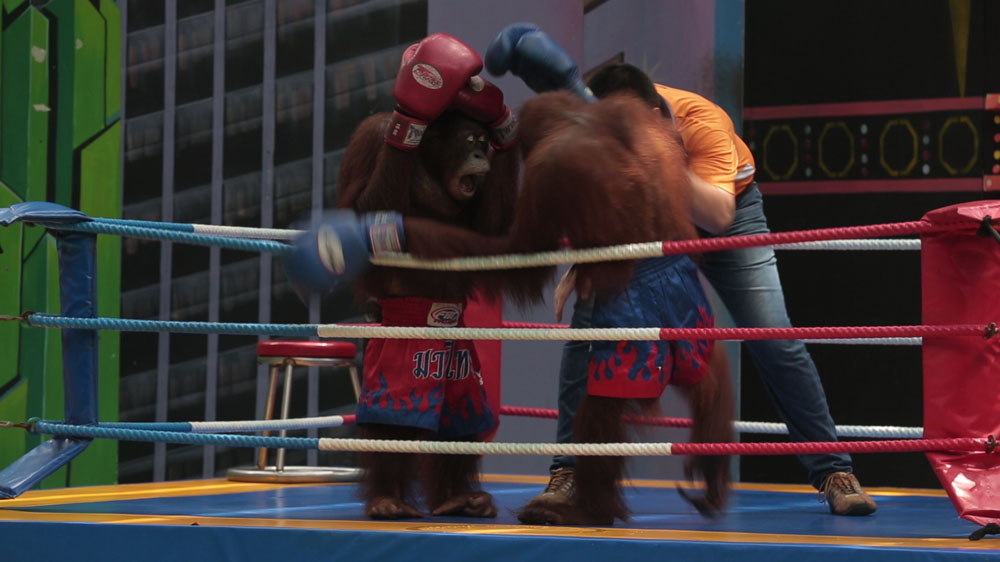 Shows featuring monkeys and orangutans are common in Thai animal parks [Oliver West/Al Jazeera]