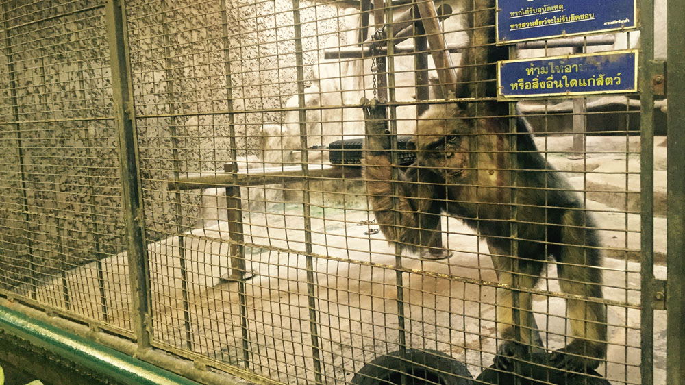 A chimpanzee at Pata Zoo, an animal park on the roof of a mall in downtown Bangkok [Oliver West/Al Jazeera]