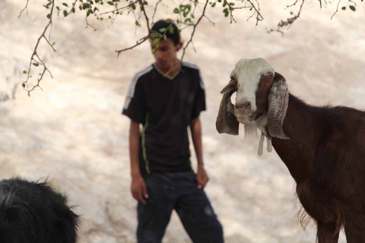 The political significance of Abu Nuwwar/ DO NOT USE/ RESTRICTED