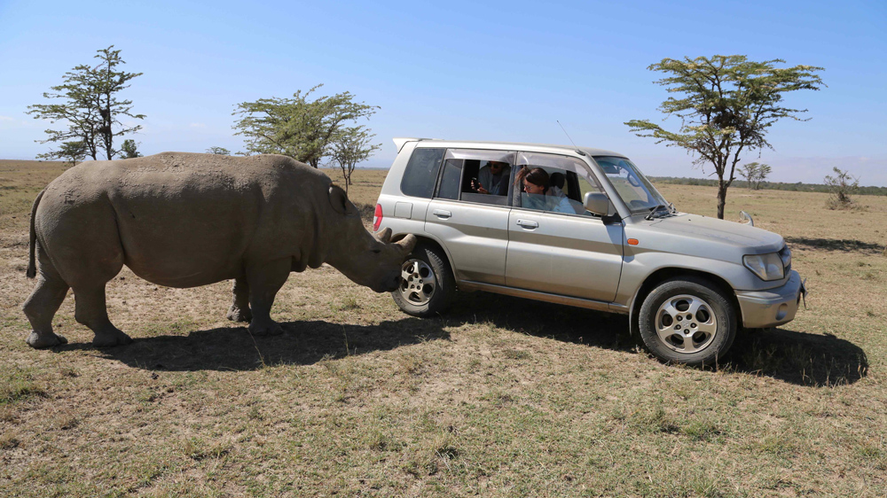 Fatu, 14, is the last born northern white rhino and the greatest repository of eggs for possible IVF breeding [Hannah McNeish/Al Jazeera]