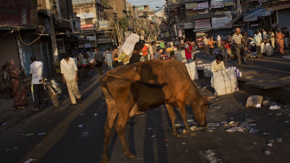 Prime Minister Narendra Modi's government wants a nationwide ban on cow slaughter and the beef trade [The Associated Press]