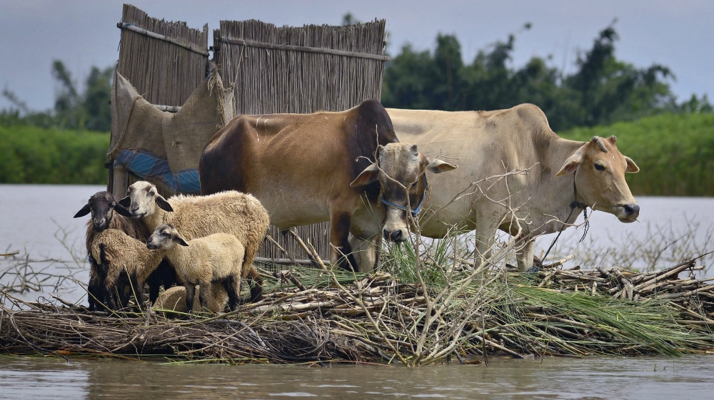 Authorities in Assam have called on the Indian government to do more [EPA]