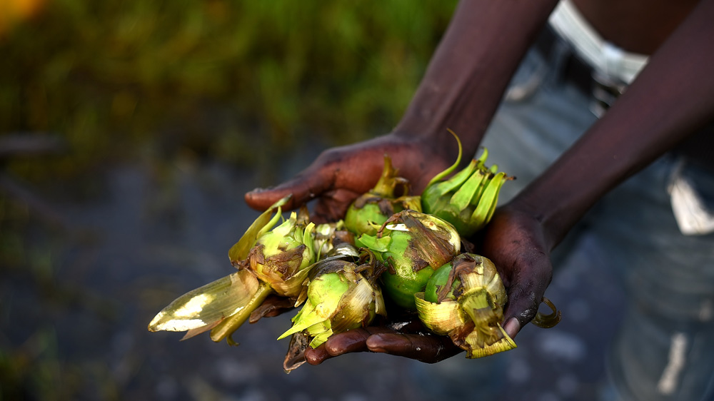 A man holds a handful of water lily bulbs that are gathered from swamps and ground to a powder to eat as flour in the absence of food [Jason Patinkin/Al Jazeera]