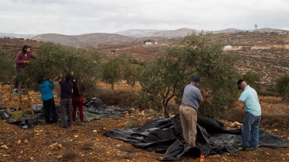 The olive harvest season started in mid-October and will continue for another few weeks [Lazar Simeonov/Al Jazeera]