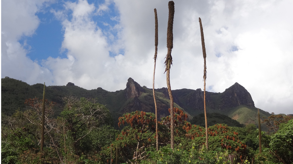 The wild mountain environment and breathtaking scenery in Ethiopia's Bale mountains attract many visitors [Ethiopian Tourism Organisation] 