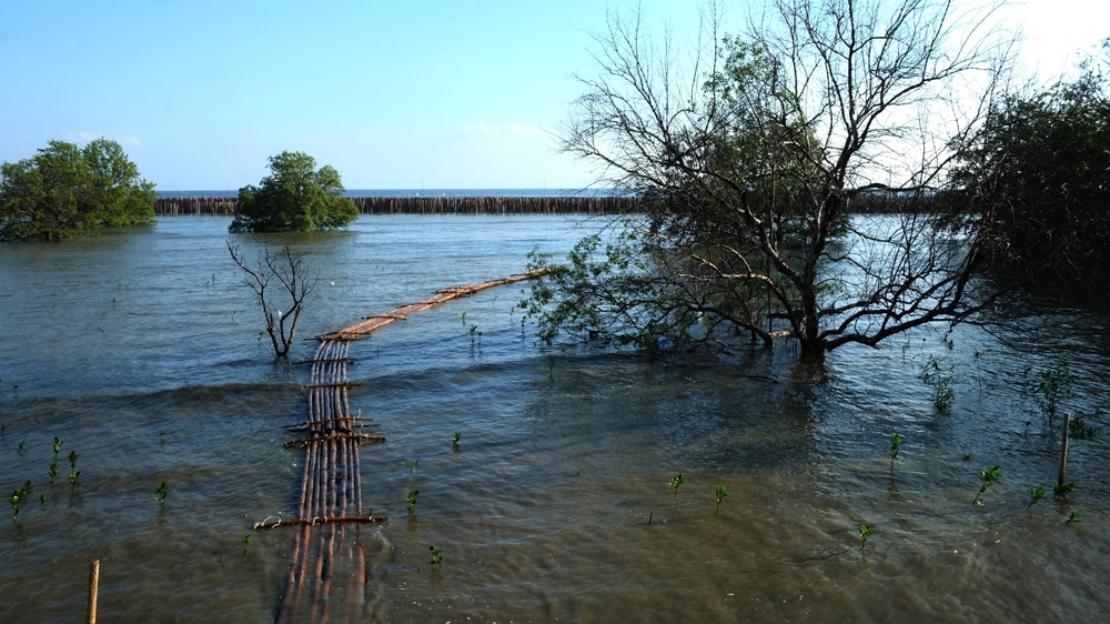 Bamboo breakwaters that were built several years ago to 'break' the power of the surf and protect Ban Khun Samut Chin village have only been partially successful. Submerged trees and mangrove saplings that have drowned in the advancing seawater are clearly visible [Jack Picone/Al Jazeera]