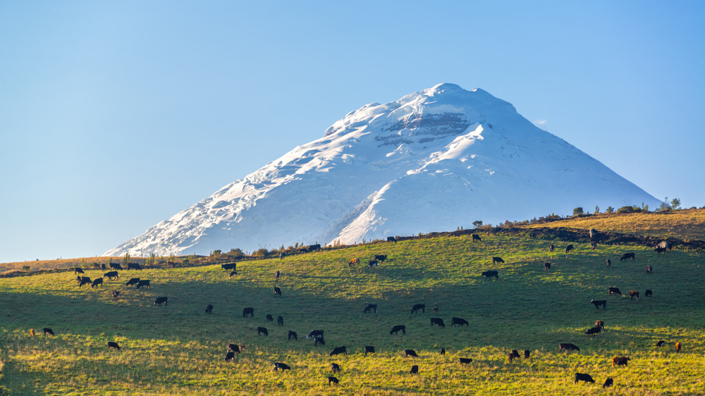 Ash from the Cotopaxi volcano destroyed acres of pasture bringing significant economic loss to the cattle industry [Getty Images]