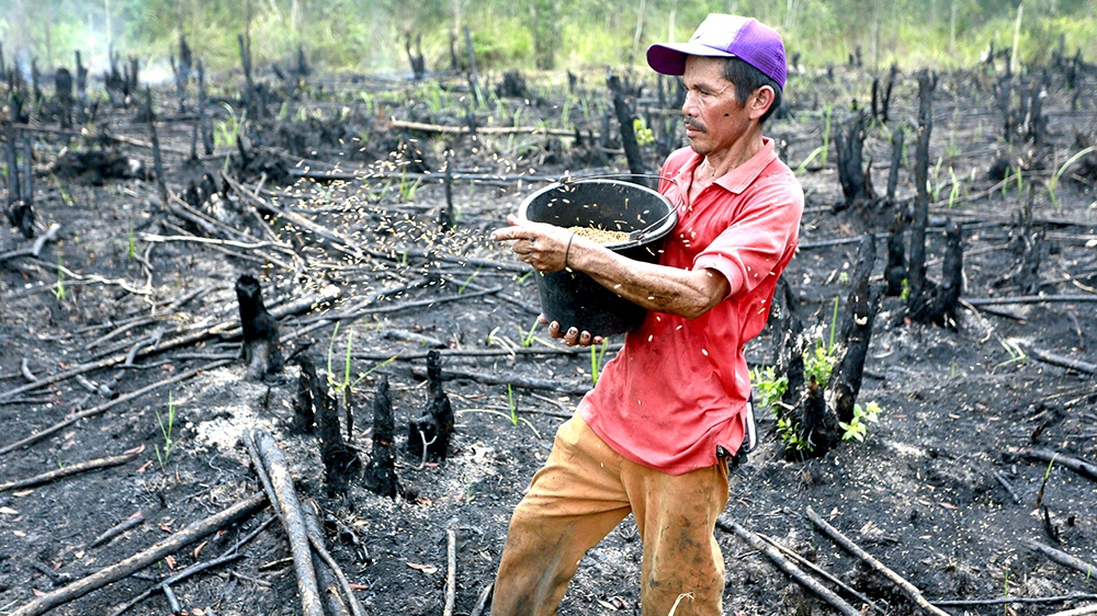 Rice harvests can feed a family for months [Al Jazeera]