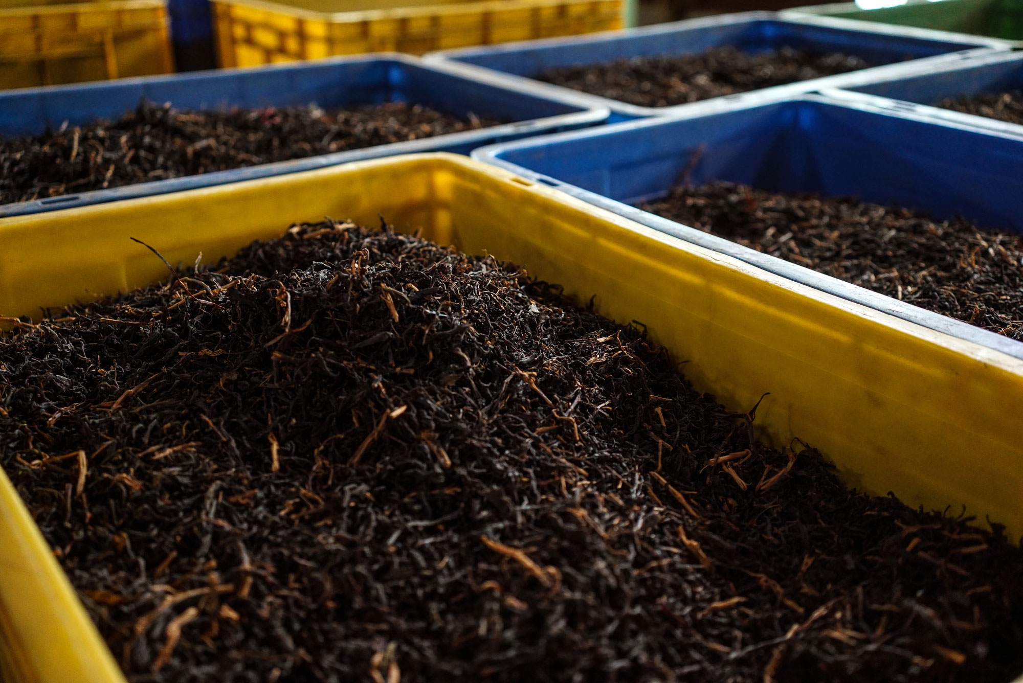 Tracing the origins of the world’s most popular beverage.[Sorin Furcoi/Al Jazeera]