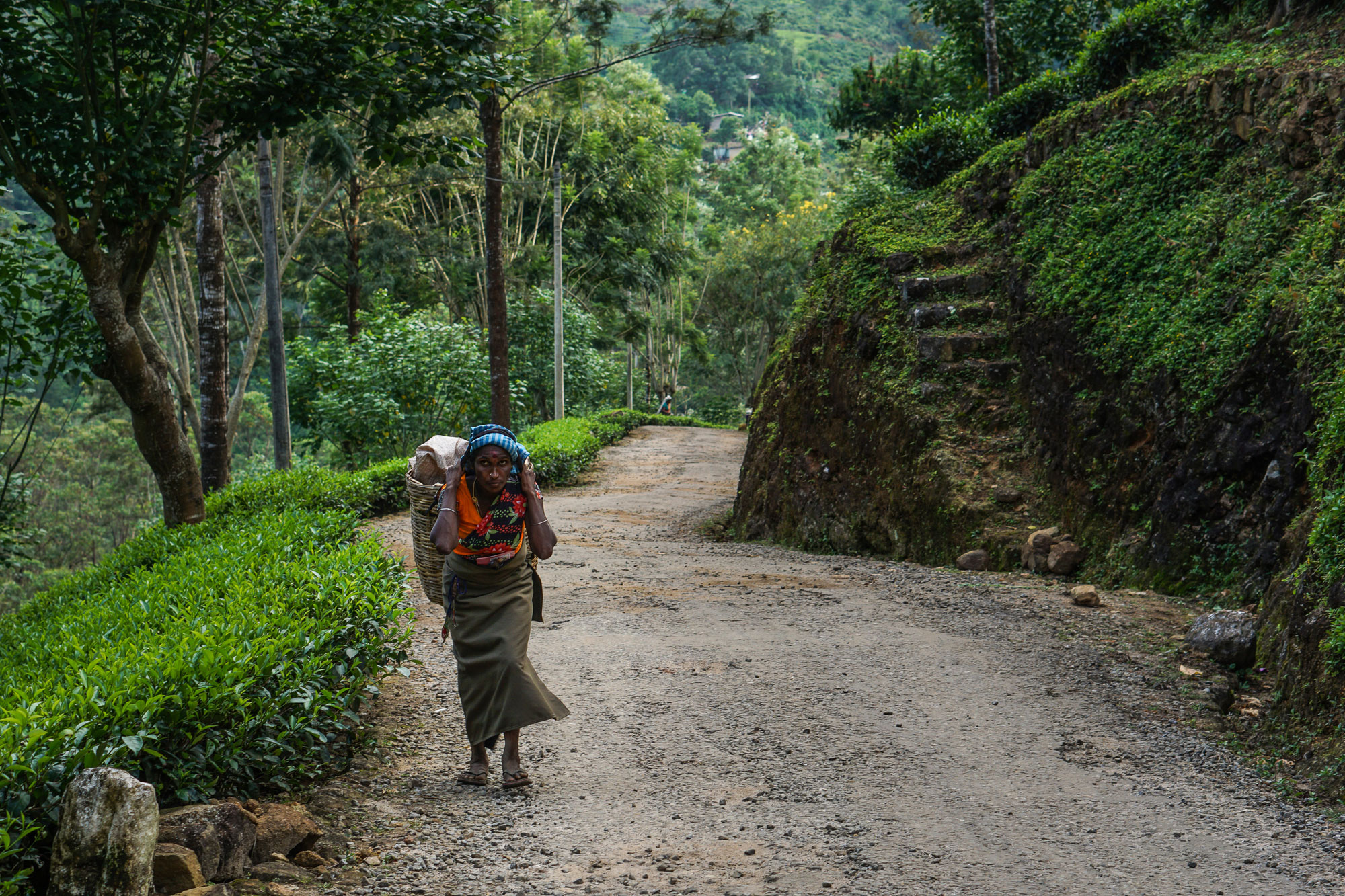 Tracing the origins of the world’s most popular beverage.[Sorin Furcoi/Al Jazeera]