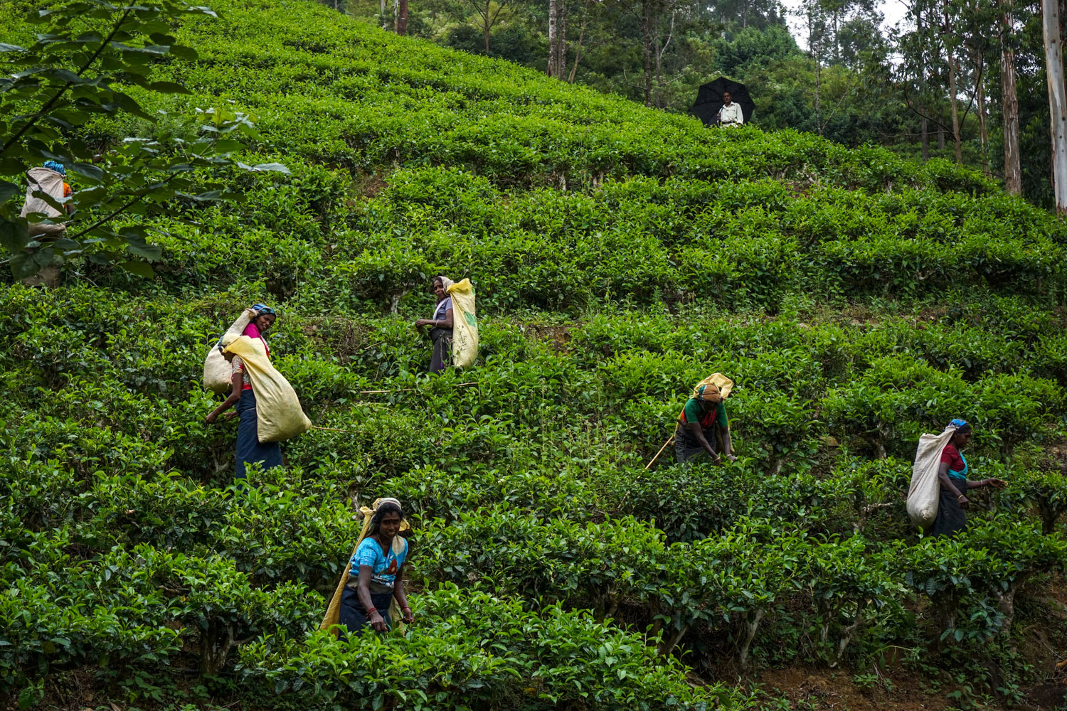 Tracing the origins of the world’s most popular beverage.[Sorin Furcoi/Al Jazeera]