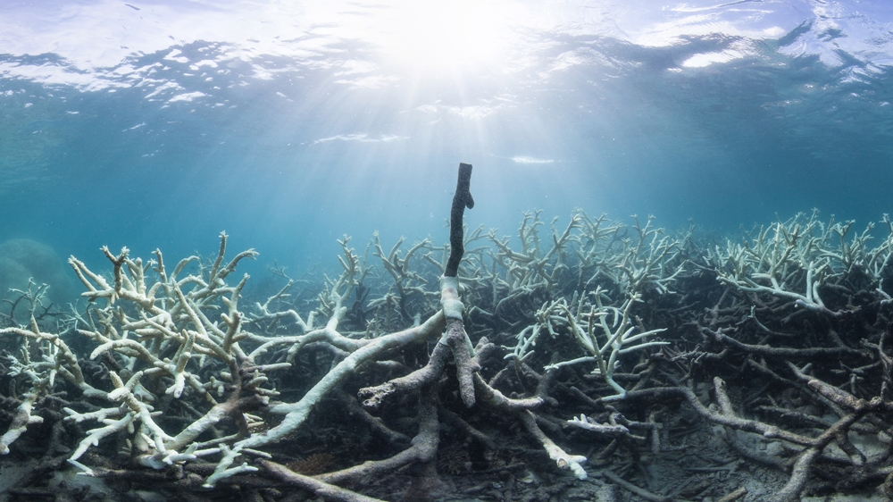 Diver surveys conducted off Cape York found up to 50 percent coral mortality [Courtesy: XL Catlin Seaview Survey]