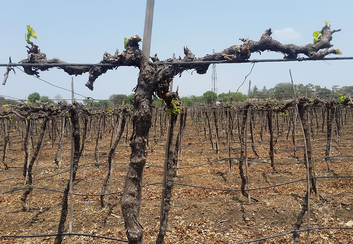 Drought in India''s Marathwada region