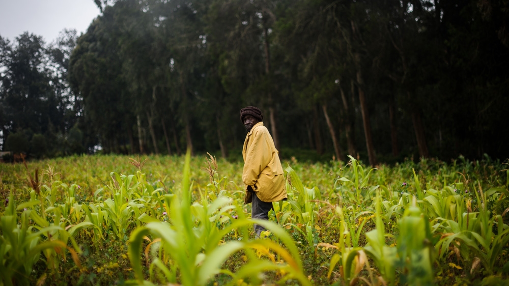 Mau Mau - Please do not use