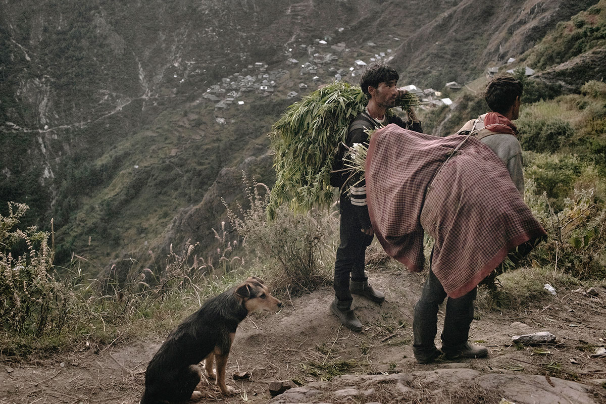 Indian cannabis farmers/ Please Do Not Use