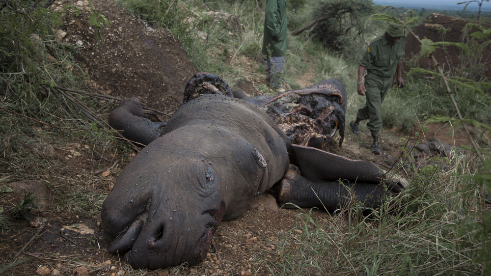 A mutilated corpse of a 17-year-old, three-months pregnant poached black rhino with her horns removed [Dai Kurokawa/EPA]