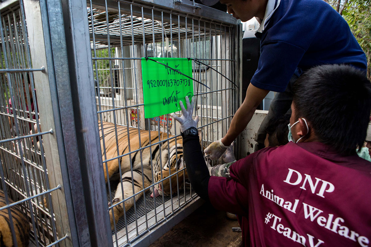 The End for Thailand''s Infamous Tiger Temple/ Please Do Not Use