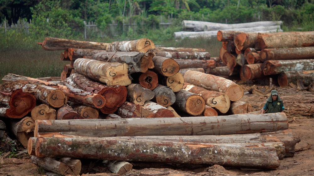 Illegal logging, Brazil