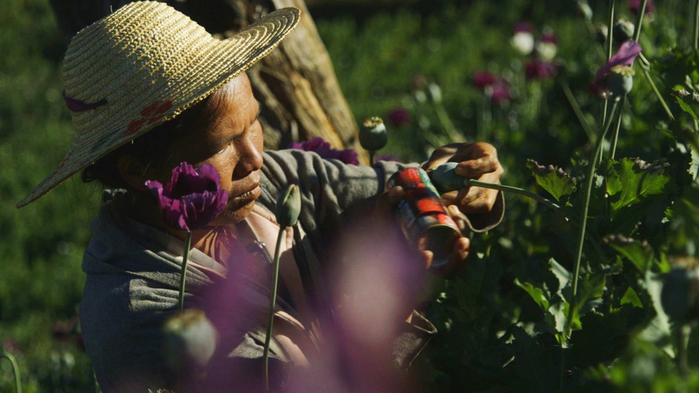 Thousands of families earn a living farming the crop that feeds the heroin habits of the world's drug users [101 East/Al Jazeera]