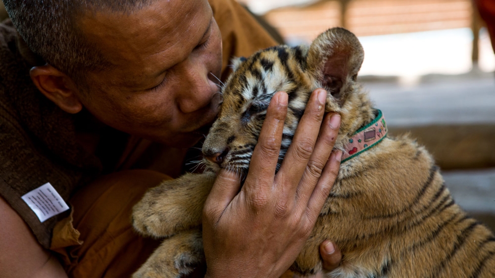 The End for Thailand''s Infamous Tiger Temple [Amanda Mustard/Al Jazeera]
