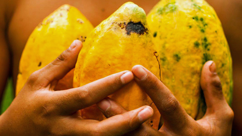Cacao fruit from San Jose [Michael Gillard/Al Jazeera]