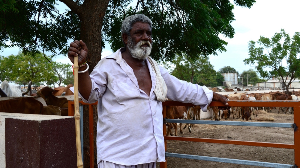 A cowherd at a 'panjrapole' or cow shelter in Jam Kandorna district [Maya Prabhu/Al Jazeera]