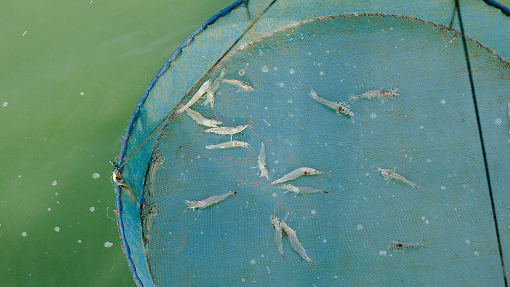 Shrimp growing at an intensive shrimp farm in Surat Thani [Antolin Avezuela Aristu/Al Jazeera]